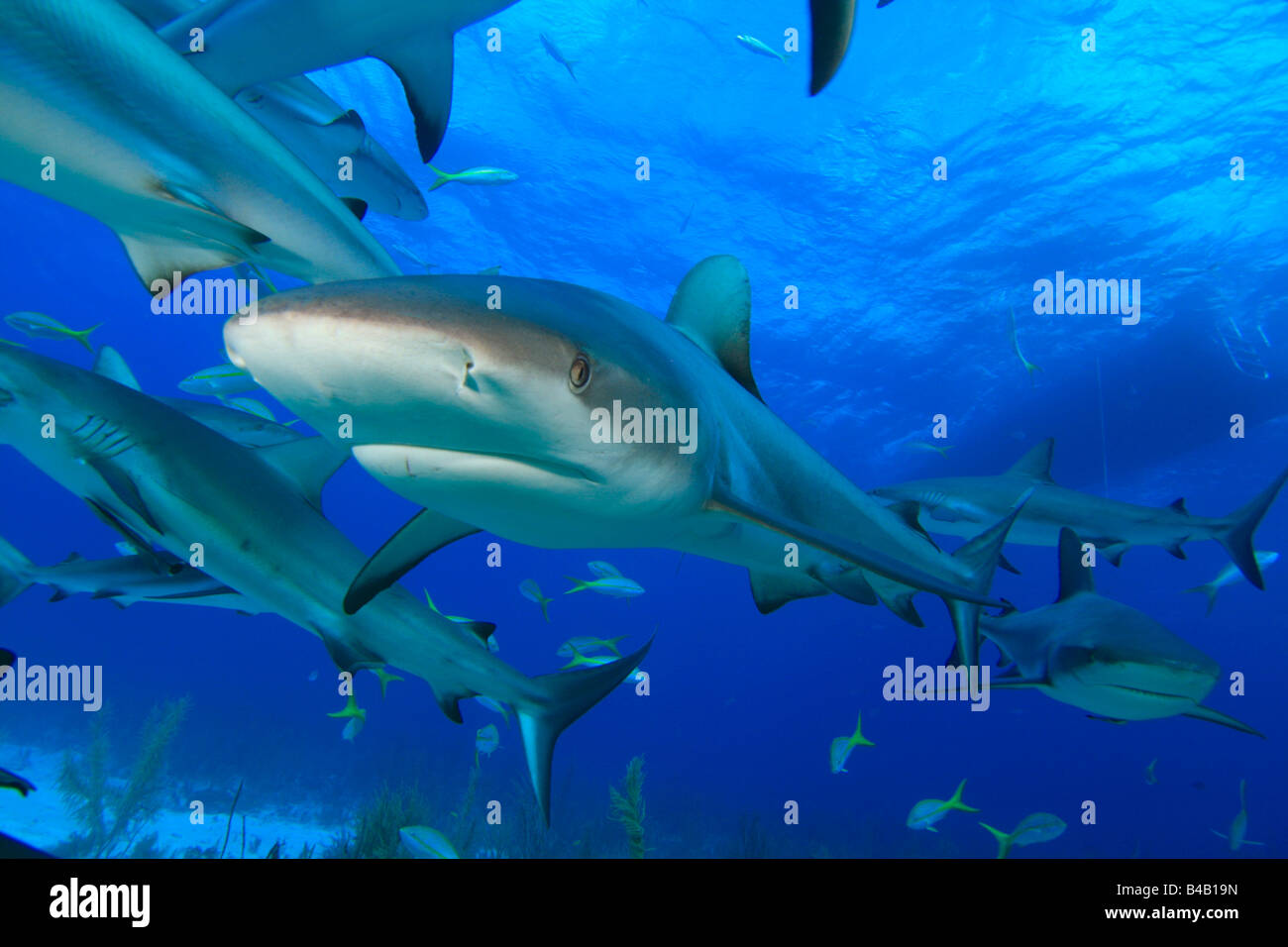 Caraibi squali di barriera Foto Stock