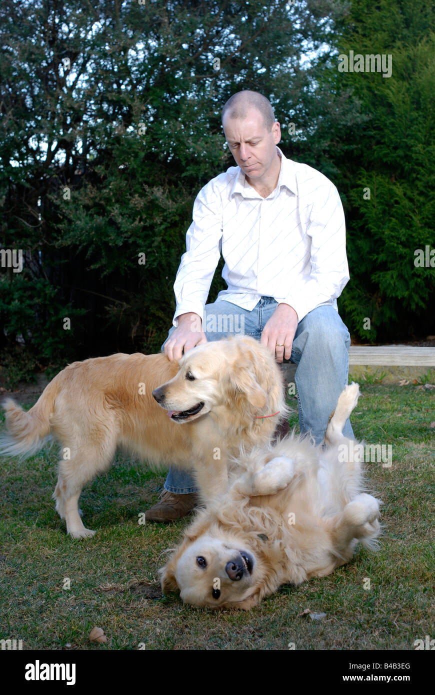 L'uomo gioca con il suo Golden Retriever cani Foto Stock