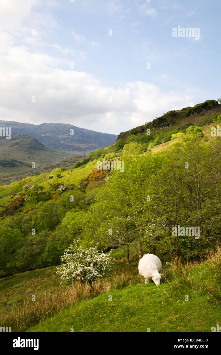 Pecora che pascola Glaslyn Valley Snowdonia nel Galles Foto Stock