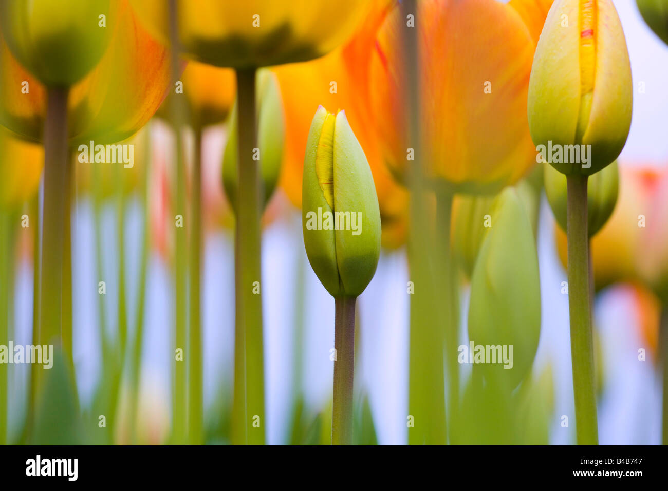 Tulipani in erba Foto Stock