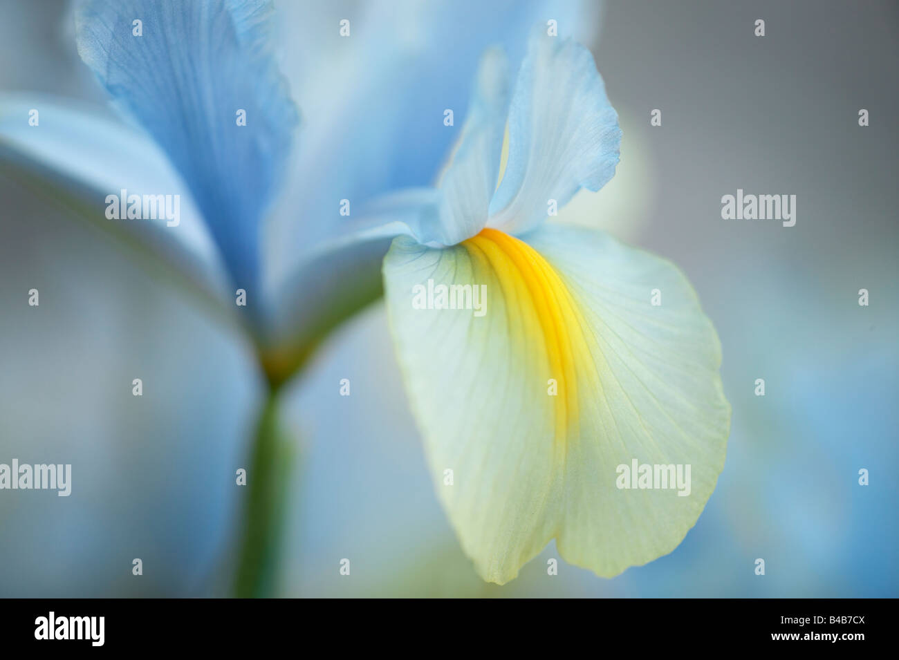 Olandese Iris Foto Stock