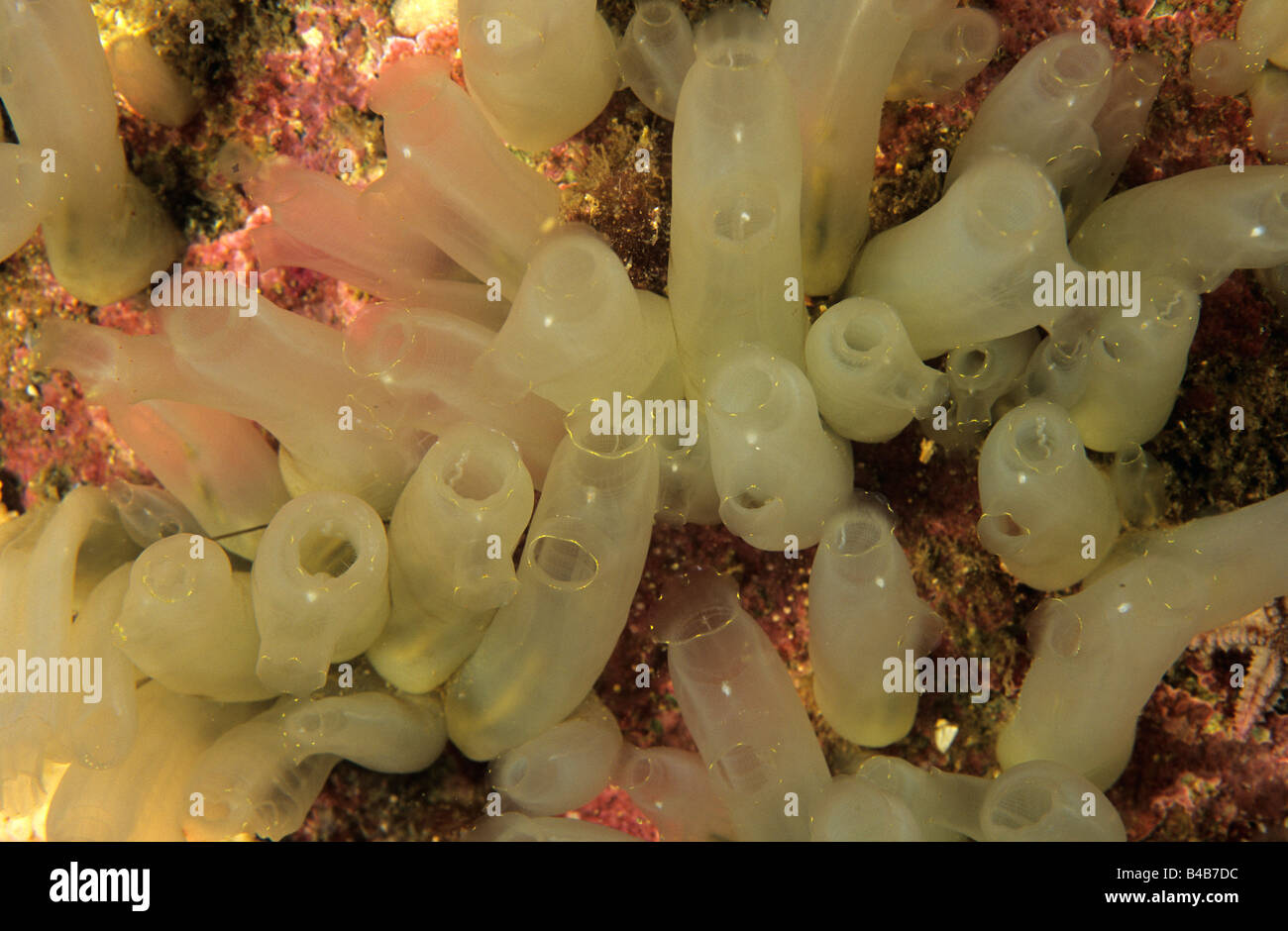 Ascidie (mare schizza) colonia, subacquea nel selvaggio, Svezia Foto Stock