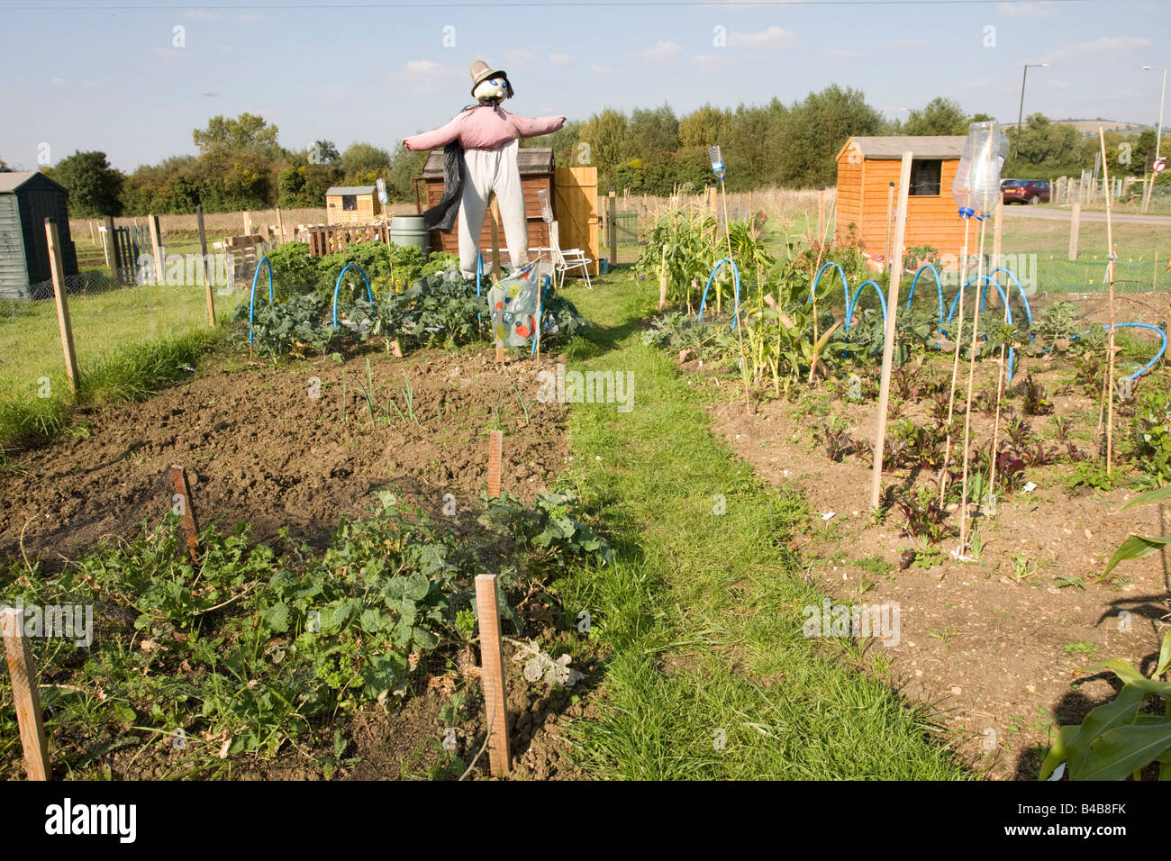 Lo Spaventapasseri sulla pubblica assegnazioni orti Bishops Cleeve CHELTENHAM REGNO UNITO Foto Stock