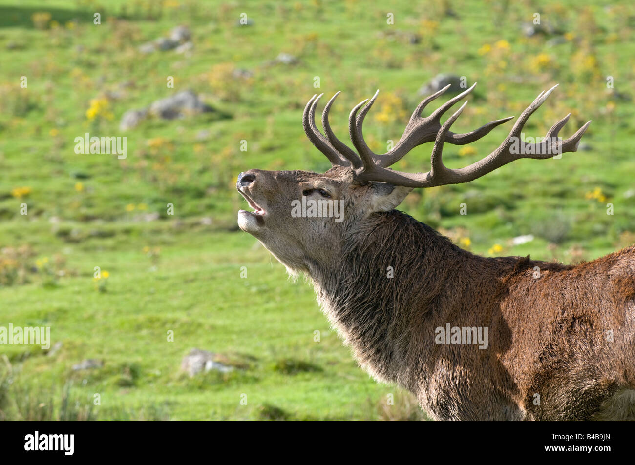Red Deer Cervo muggito in solchi stagione Foto Stock