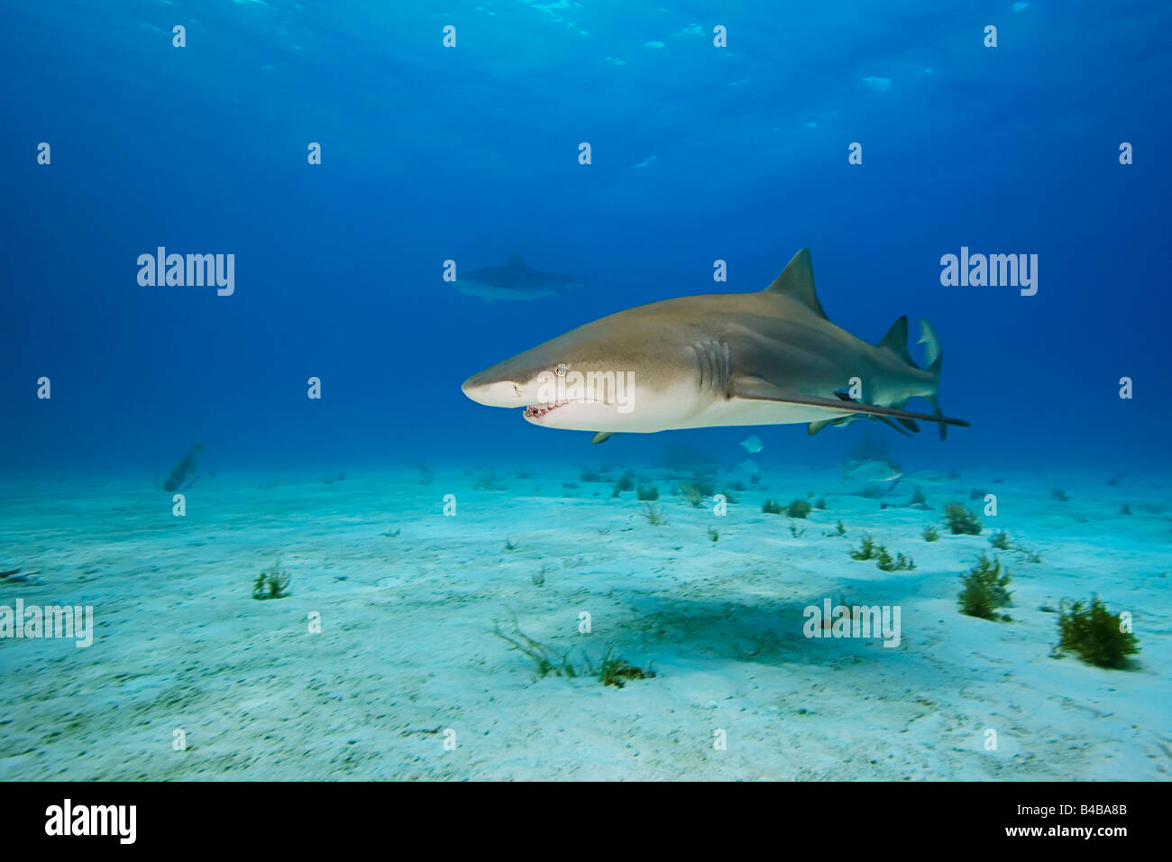 Lo squalo limone Negaprion brevirostris West End Grand Bahama Oceano Atlantico Foto Stock