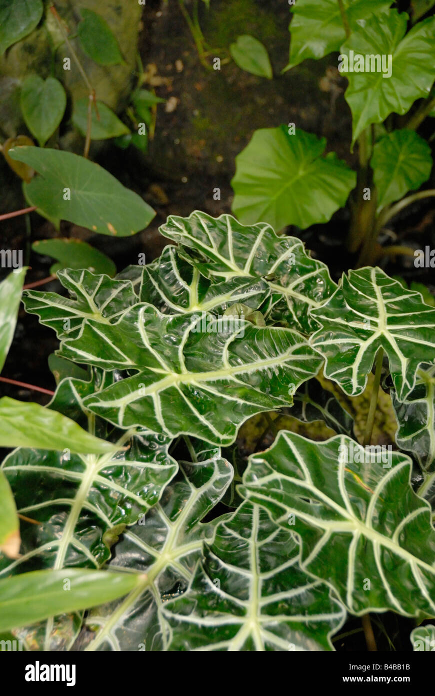 Mascherina africana Alocasia Polly Foto Stock