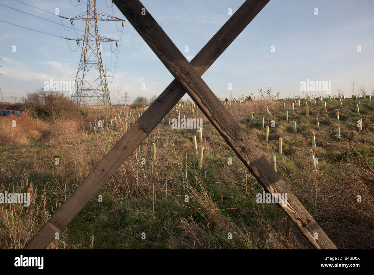 Le piantagioni di alberi di alberello vicino ad un traliccio di elettricità su Rainham paludi, Essex. Foto Stock