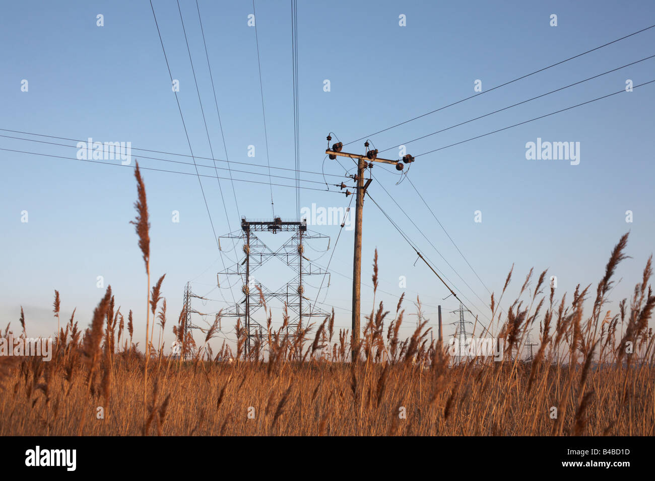 Locale e nazionale di linee elettriche in fusione con un colore dorato erbe reed sulla botanica paludi, Swanscombe, Kent. Foto Stock