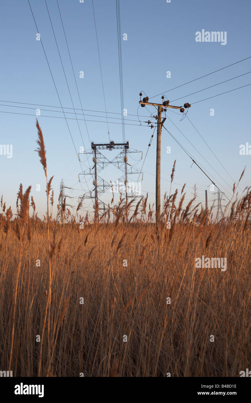 Locale e nazionale di linee elettriche in fusione con un colore dorato erbe reed sulla botanica paludi, Swanscombe, Kent. Foto Stock