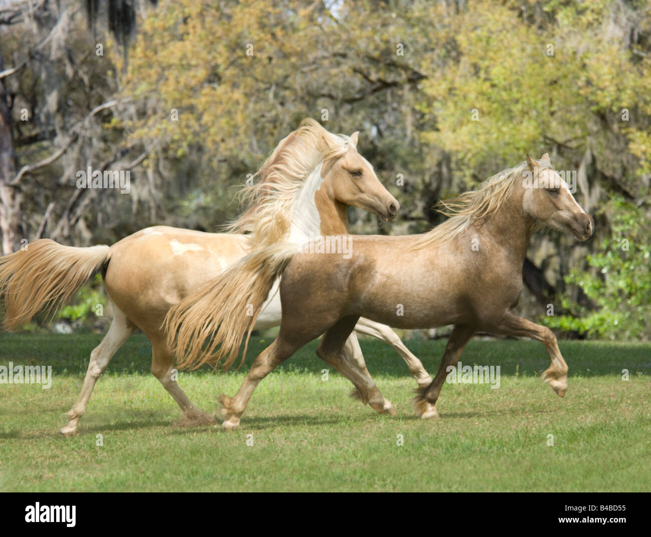 Cavallo PintoArabian mare & Pony Welsh mare corrono insieme nel paddock Foto Stock