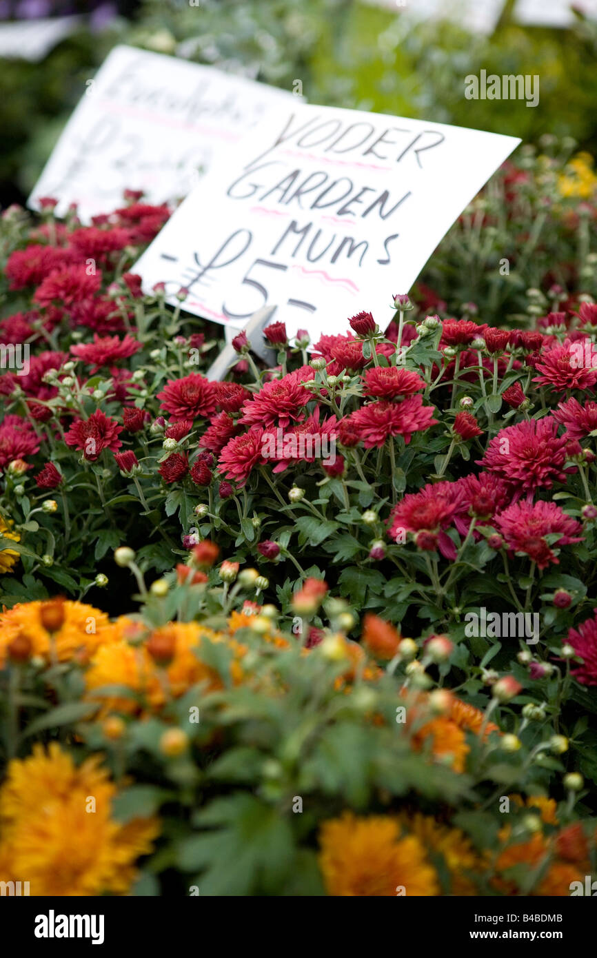 Fiori in vendita presso Colombia Road mercato dei fiori Foto Stock