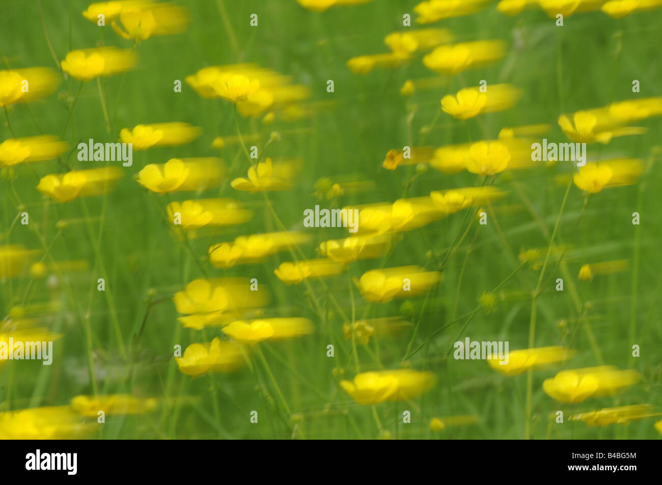 Prato ranuncolo Ranunculus acris al vento immagine astratta Oxfordshire UK Foto Stock