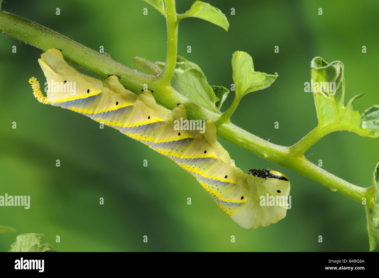 La morte la testa Hawkmoth Acherontia atropo instar finale larva o baco alimentare sulla pianta di pomodoro Foto Stock