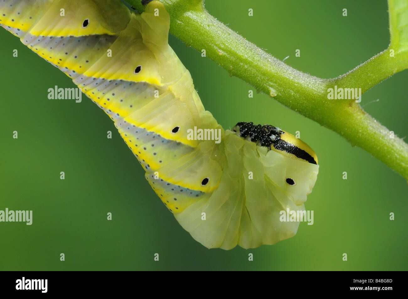 La morte la testa Hawkmoth Acherontia atropo finale larva instar close up della testa Foto Stock