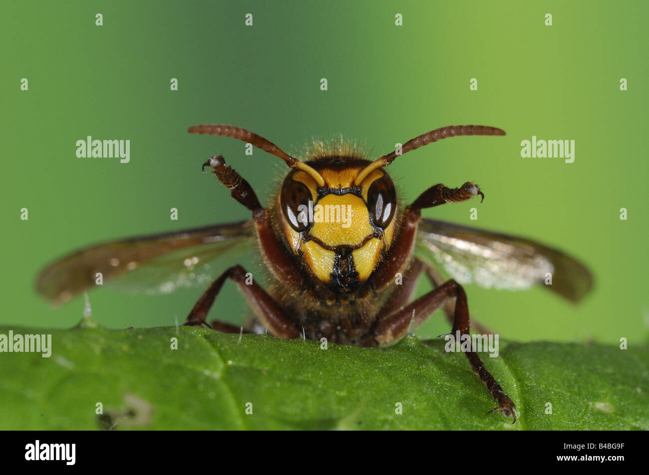 Hornet Vespa crabro sulla vista di foglia di testa dalla parte anteriore Oxfordshire UK Foto Stock