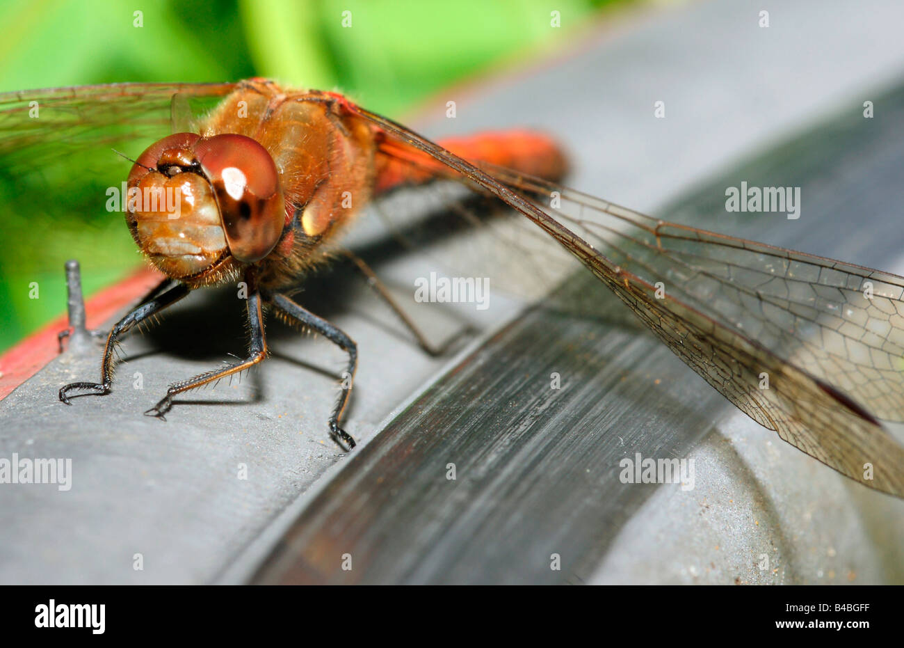 Dragonfly sfaccettatura occhi composito di testa anteriore del corpo intero close up dettaglio ali seduta di insetto Foto Stock