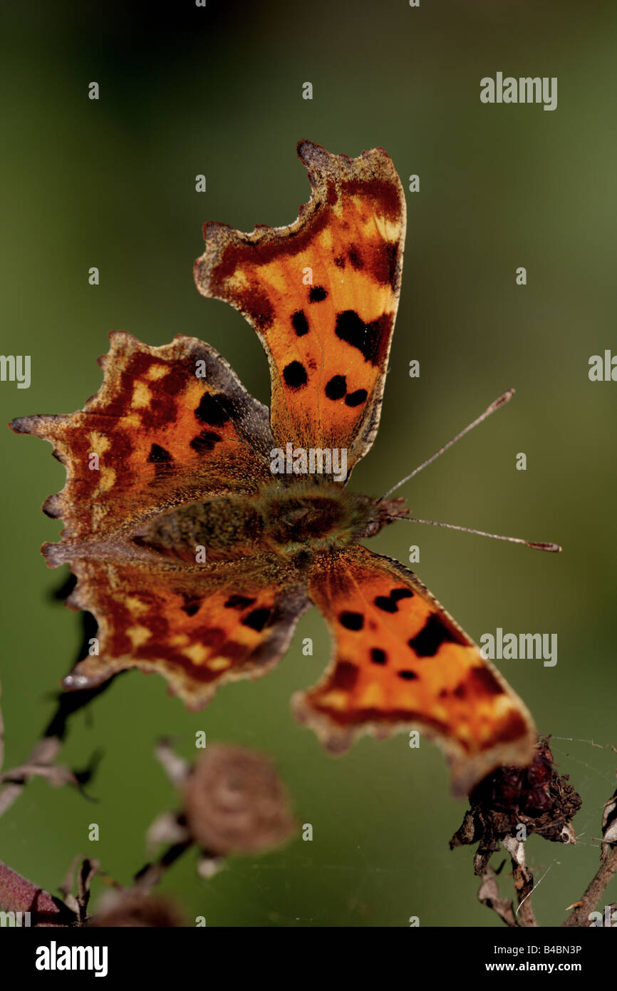 "Virgola (Polygonia c-album)" Foto Stock