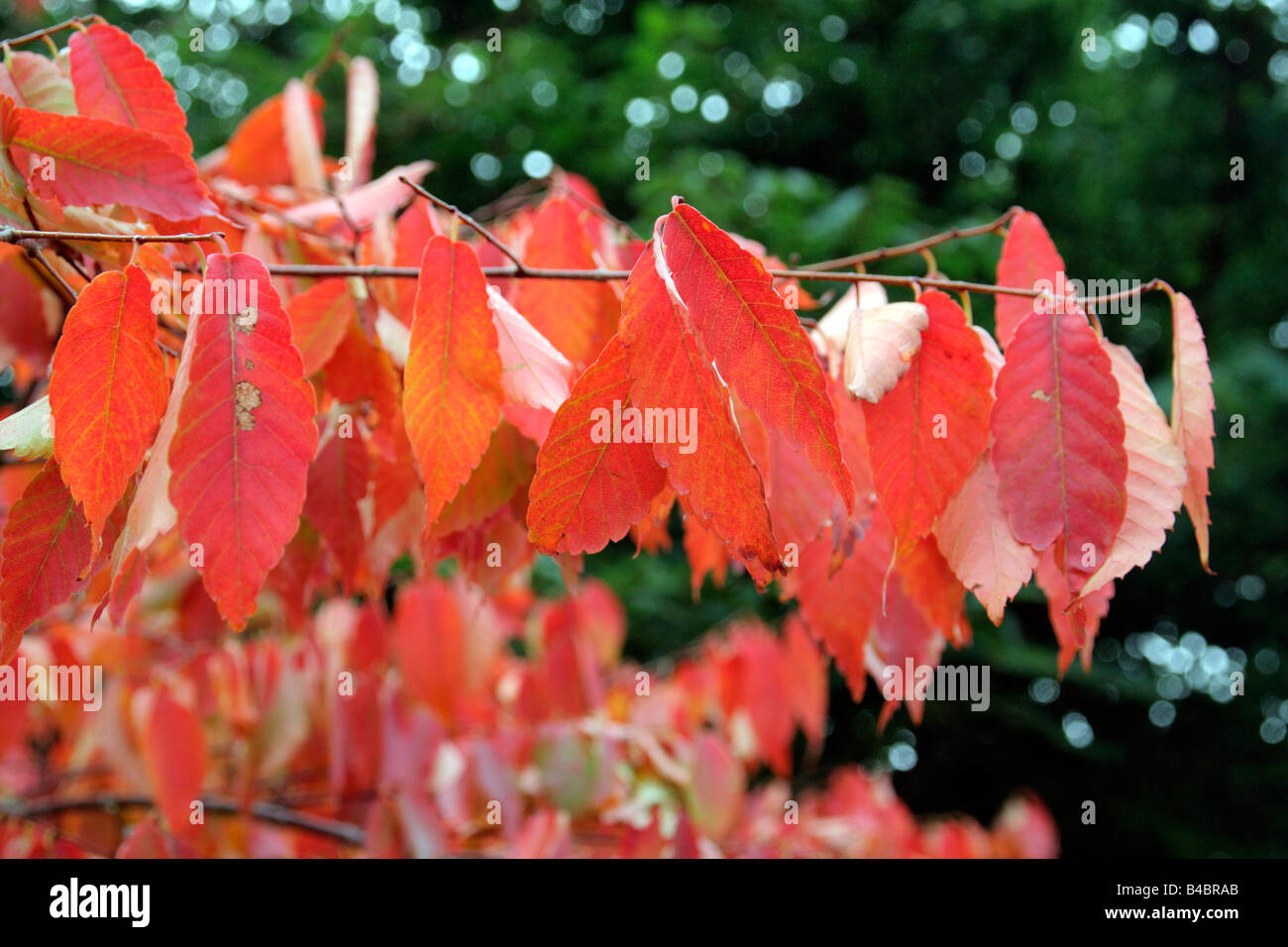 ZELKOVA SERRATA Colore di autunno Foto Stock