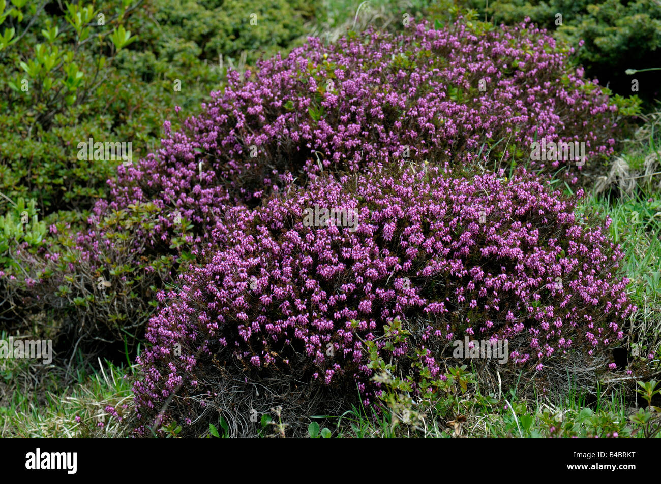 Inverno Heath (Erica carnea, Erica herbacea) fioritura Foto Stock
