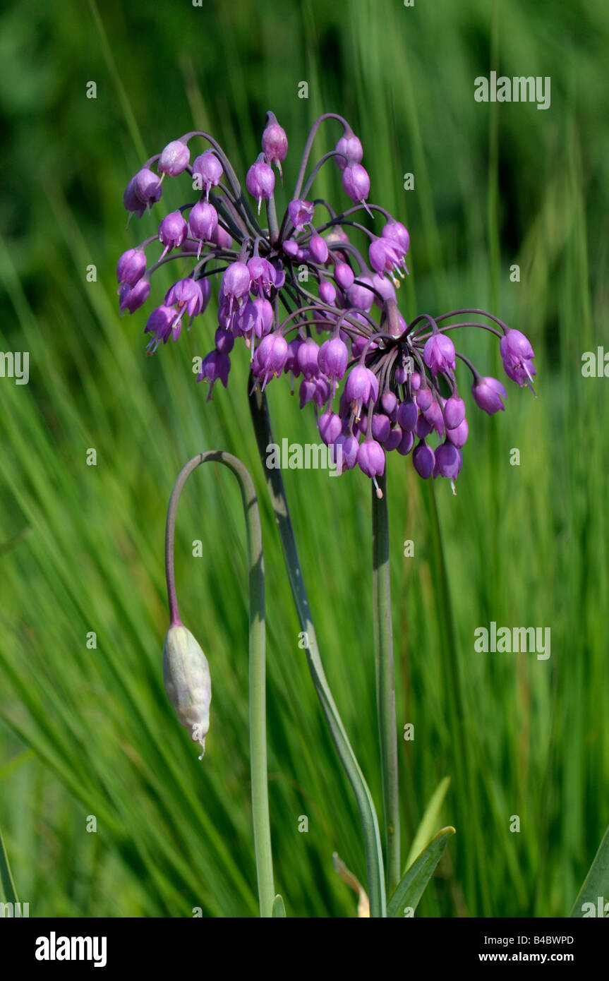 Annuendo Cipolla, Wild Cipolla, signora porro (Allium cernuum) fioritura Foto Stock