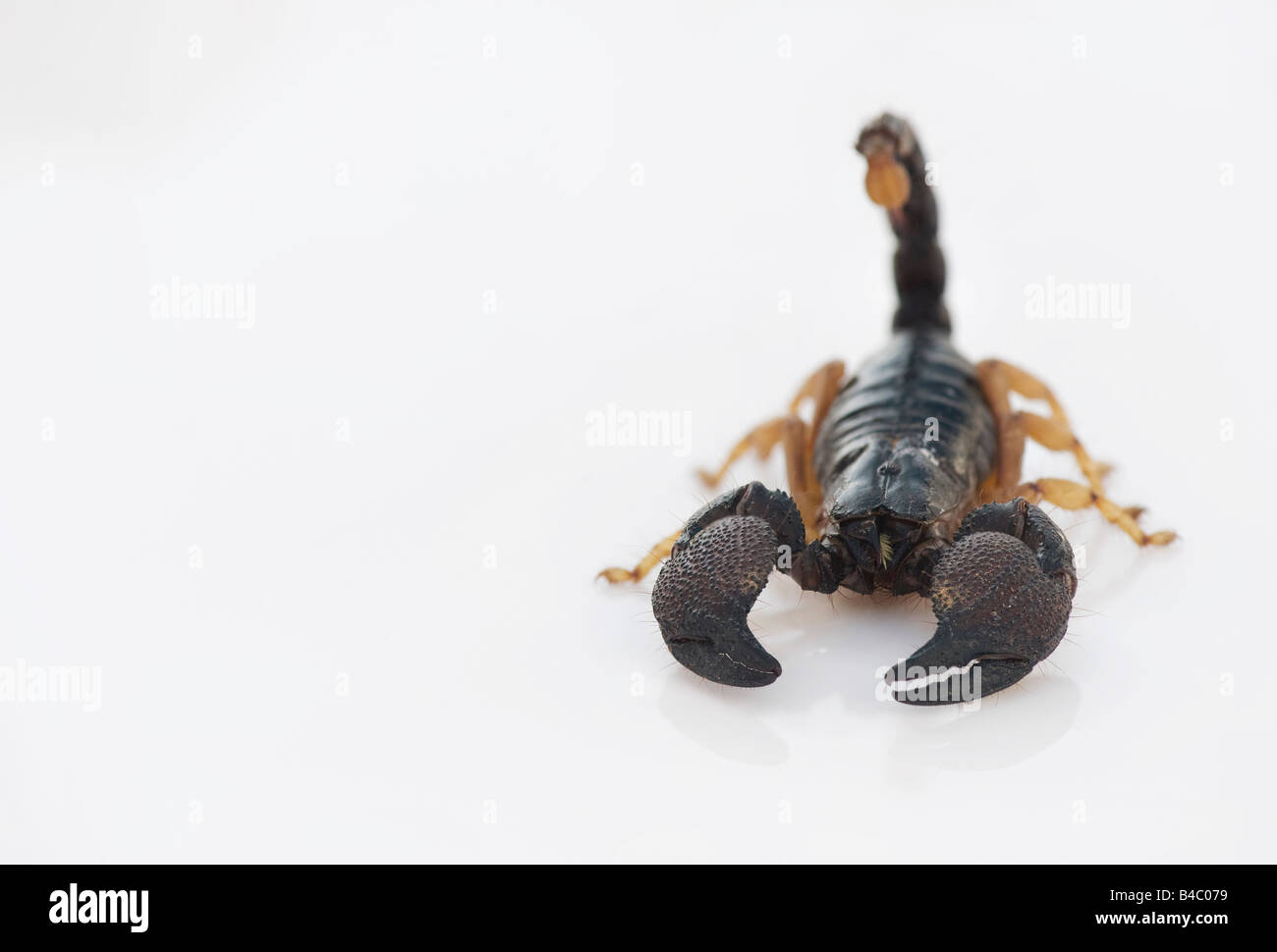 Heterometrus madraspatensis. La Foresta Indiana Scorpion / Madras Forest Scorpion su sfondo bianco Foto Stock