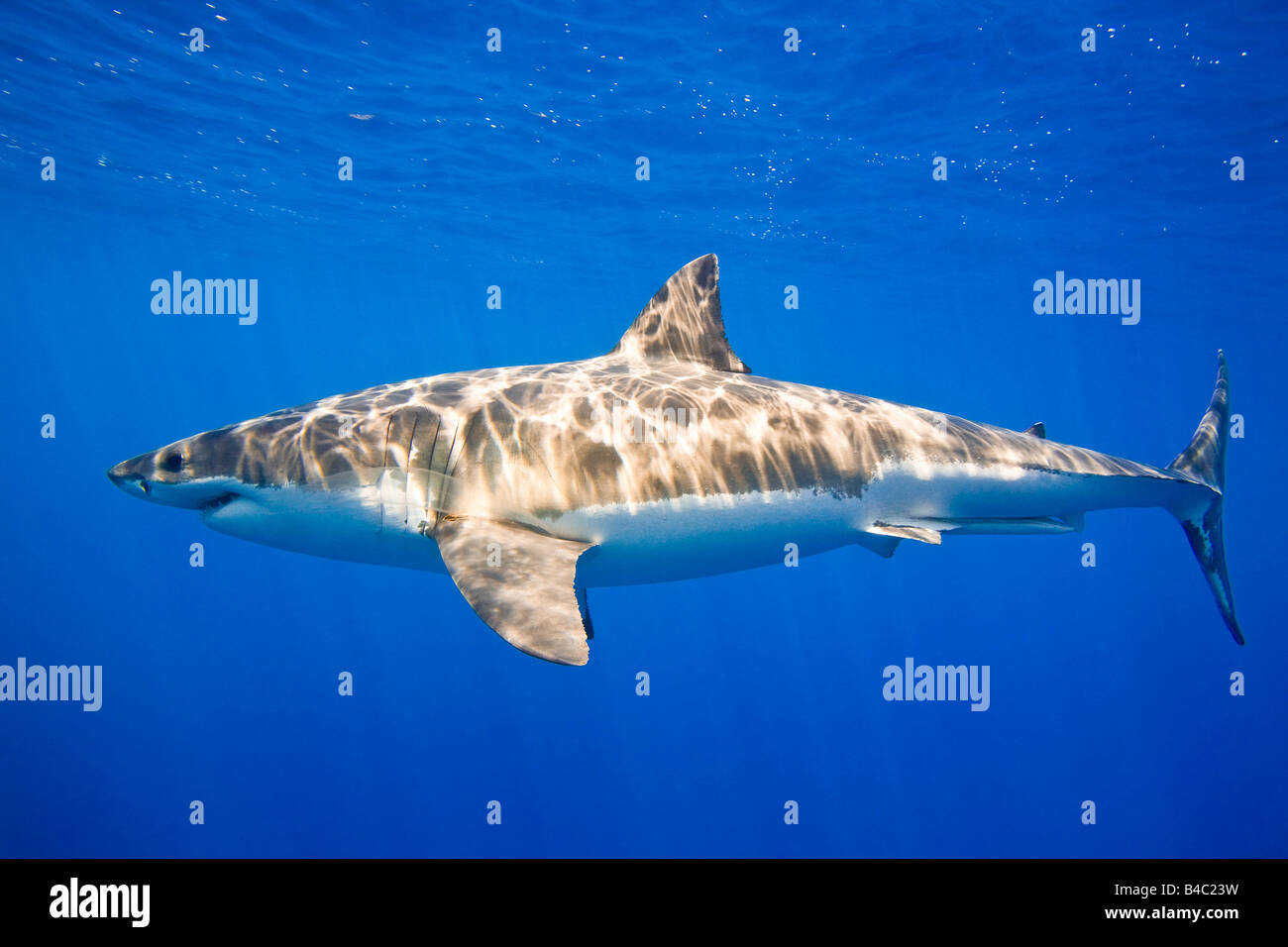 Il grande squalo bianco (Carcharodon carcharias) Foto Stock