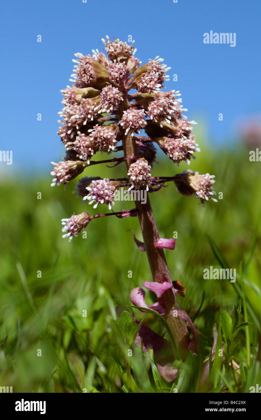 Butterbur alpino (Petasites paradoxus), fioritura Foto Stock