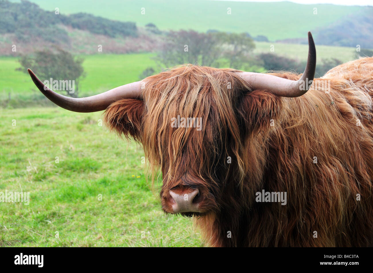 Highland mucca vicino a spiaggia Marros Carmarthenshire Galles Foto Stock