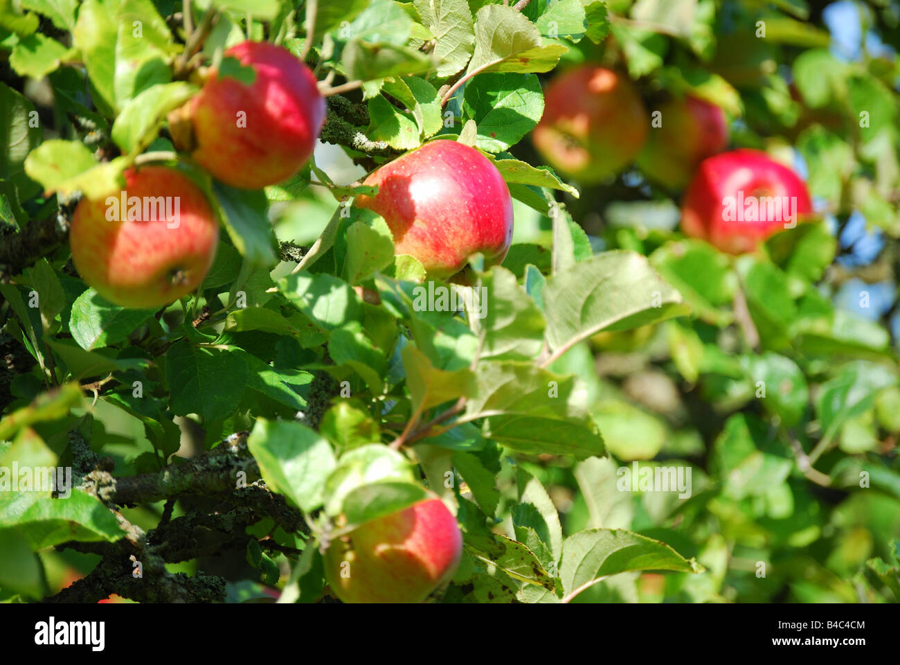 Alberi di mele nel frutteto, Penshurst, Kent, England, Regno Unito Foto Stock