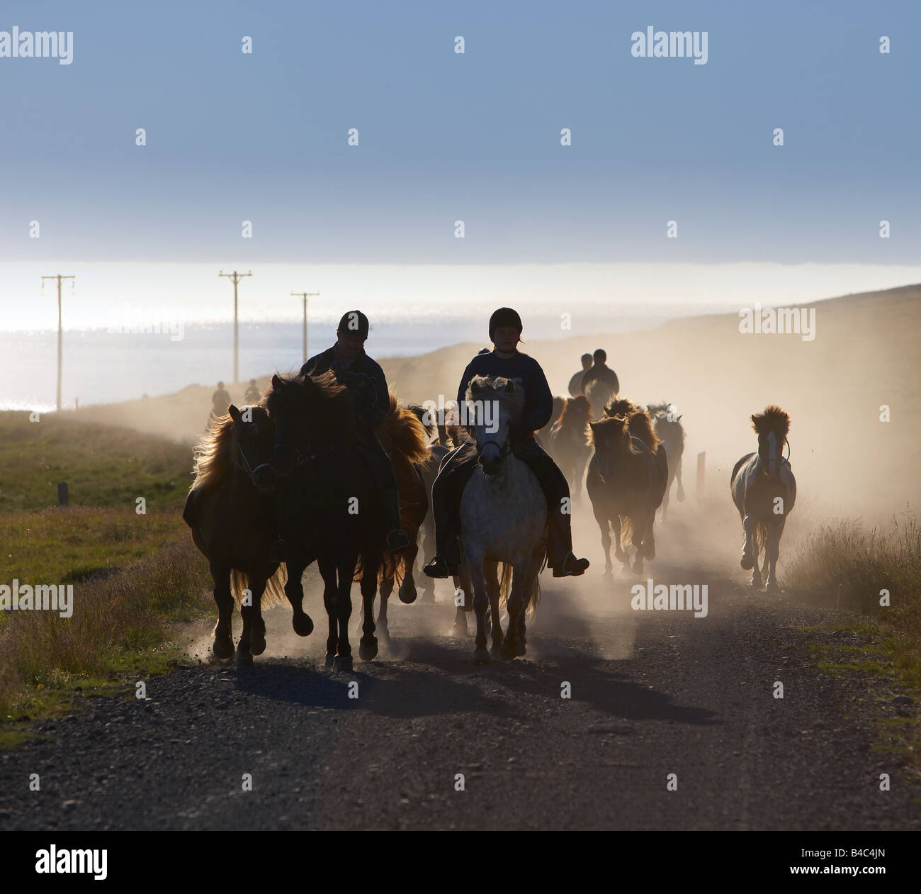Passeggiata a cavallo su di pura razza di cavalli islandesi al fiordo Dyrafjordur, Islanda Foto Stock