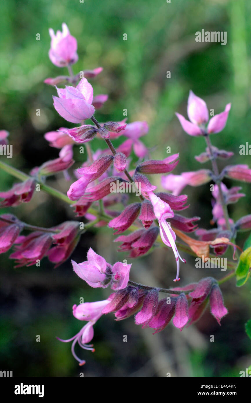 SYNCOLOSTEMON OBERMEYERAE SYN HEMIZYGIA OBERMEYERAE Foto Stock