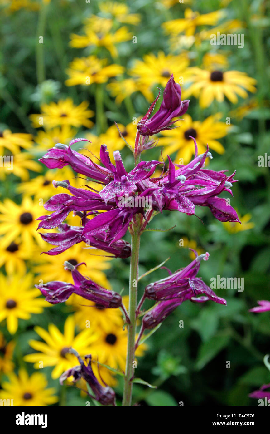 LOBELIA X SPECIOSA HADSPEN VIOLA Foto Stock