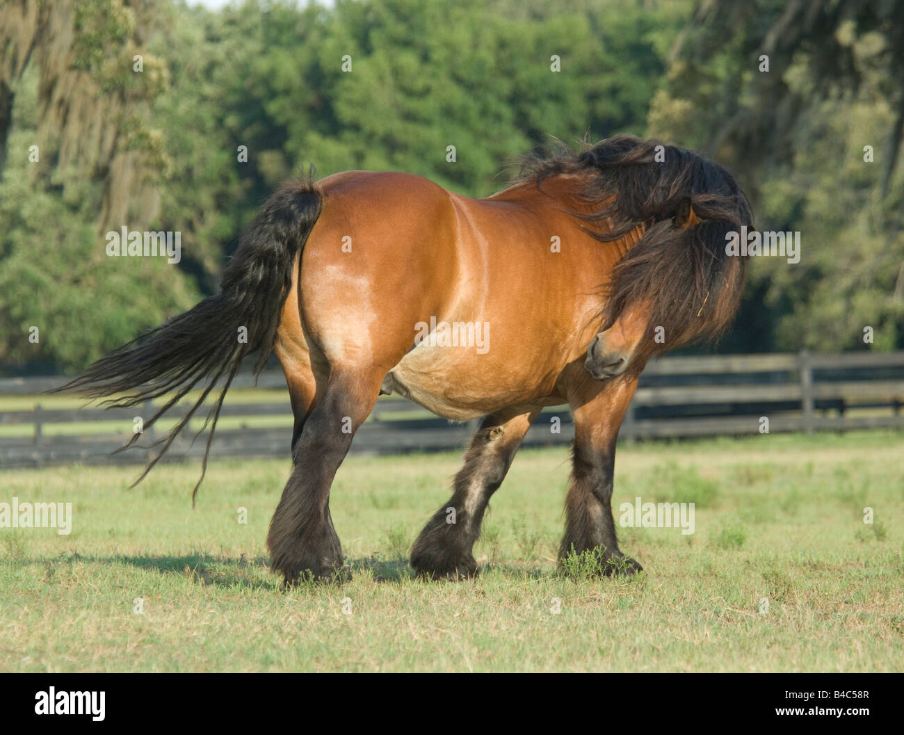 Ardennais o Ardenne castrazione cavallo Foto Stock