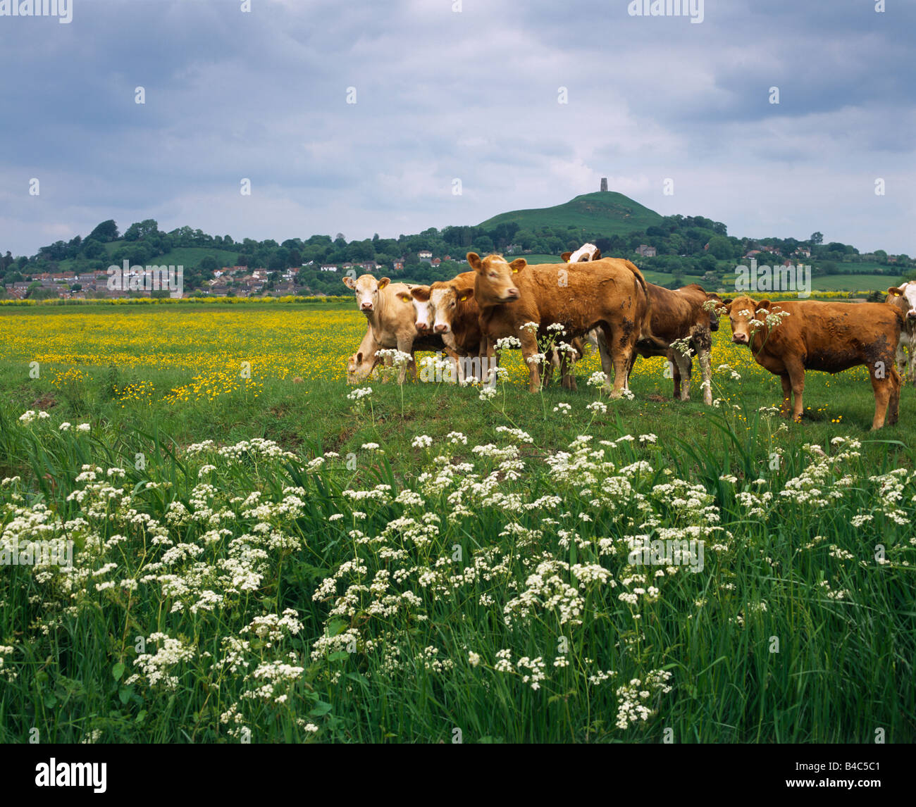 Bestiame che pascolano su South Moor di fronte a Glastonbury Tor sui livelli del Somerset, Glastonbury, Somerset, Inghilterra Foto Stock