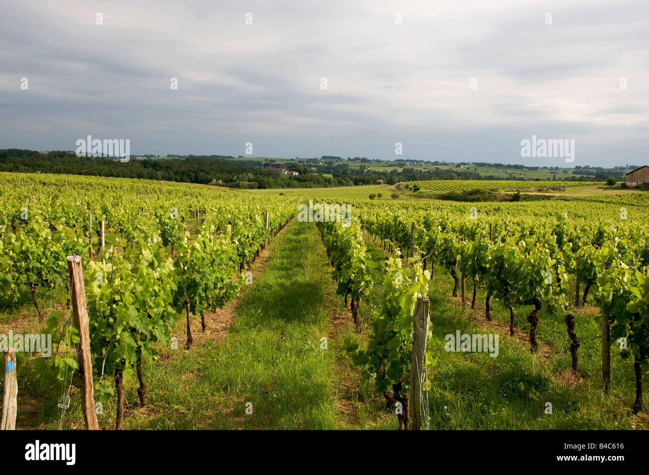 Vigneto di Saint-Emilion, Gironde, Aquitania, in Francia, in Europa Foto Stock