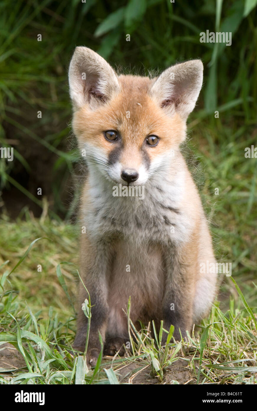 Red Fox (Vulpes vulpes vulpes), giovane seduto sull'erba Foto Stock