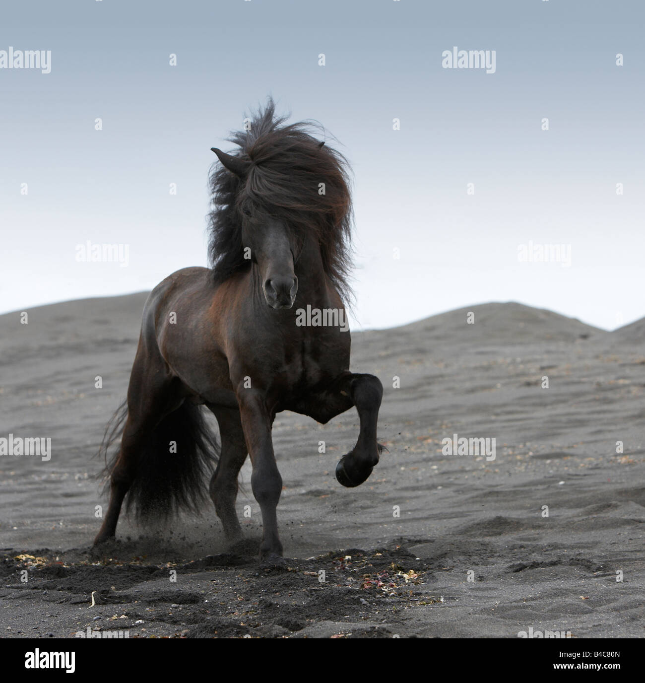 Di pura razza stallone islandese presso la spiaggia, Islanda Foto Stock