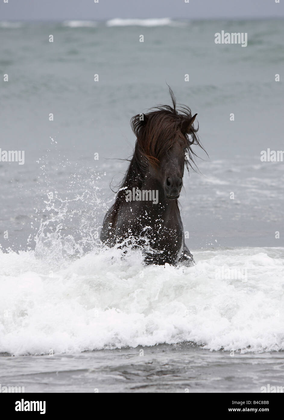 Di pura razza stallone islandese in oceano, Islanda Foto Stock