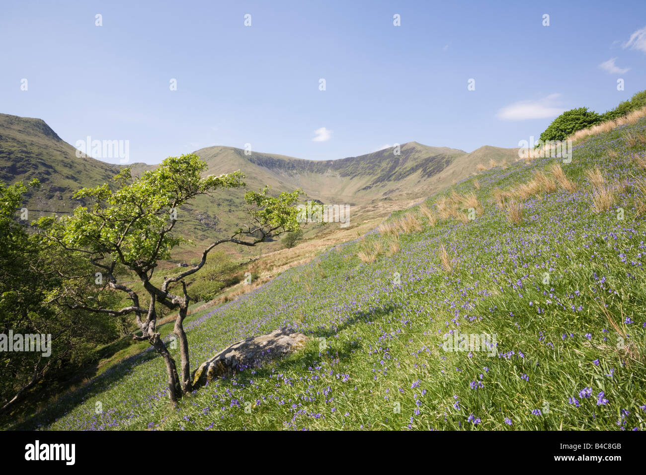 Welsh valley con bluebells fioritura in primavera con Nantlle Ridge al di là. Parco Nazionale di Snowdonia Cwm Pennant Gwynedd Wales UK Foto Stock