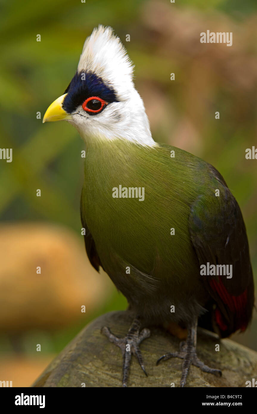 White Crested's Turaco Foto Stock