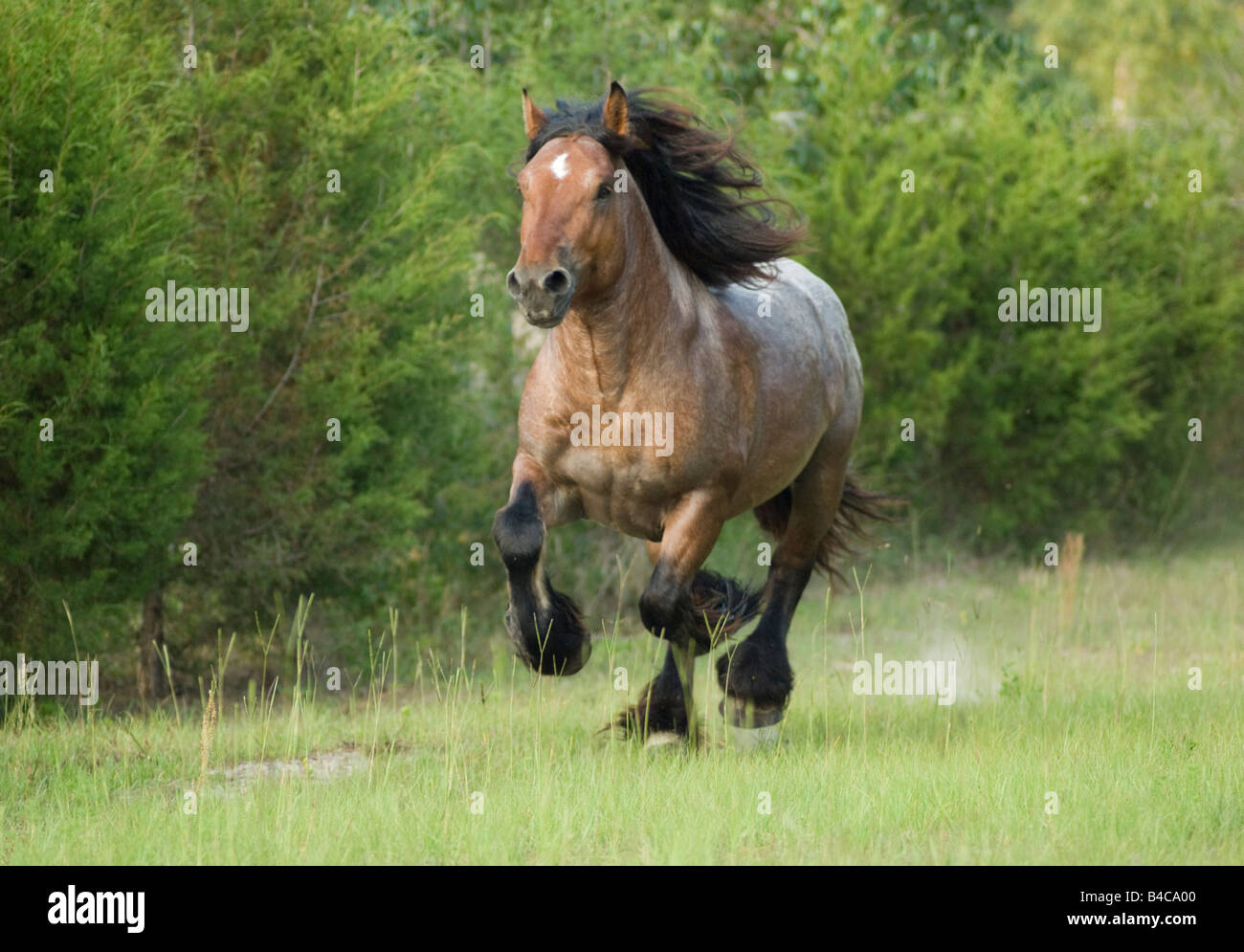 Le Ardenne o Ardennais è una delle più antiche razze di cavallo di cambiale provenienti dalla zona delle Ardenne in Belgio e Lussemburgo un Foto Stock