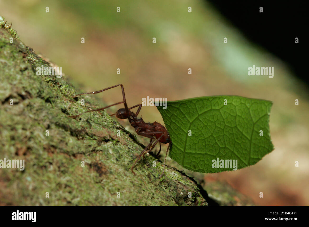 Fresa a foglia Ant Atta sp singolo adulto foglia portante prese aprile foresta pluviale atlantica stato di Rio de Janeiro in Brasile Foto Stock
