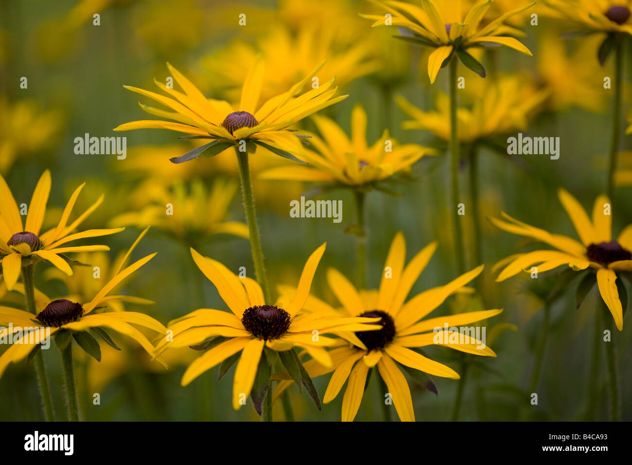 Rudbeckia, Coneflower Foto Stock