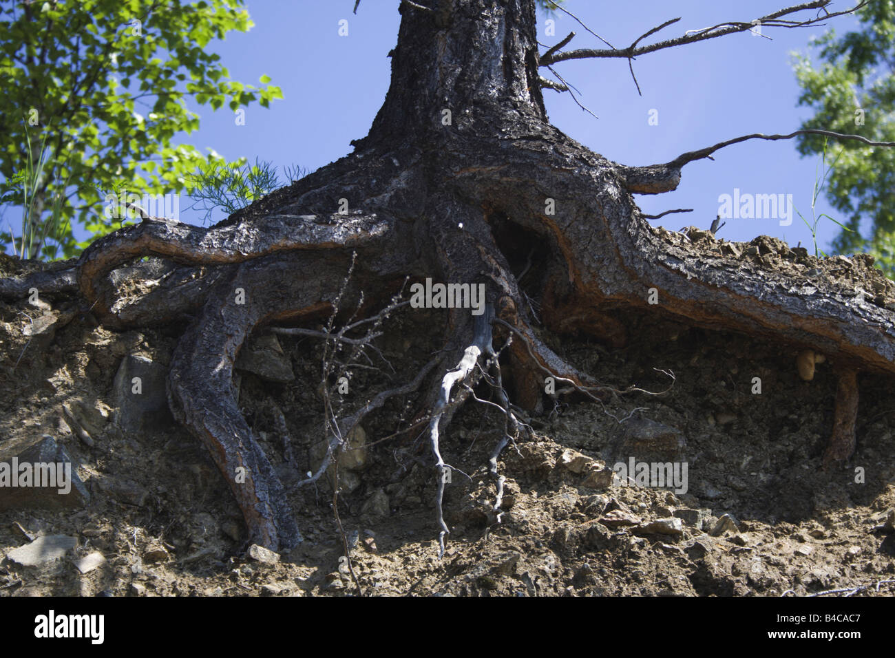 Pine con radici esposte alla riva del lago di Baikal Foto Stock