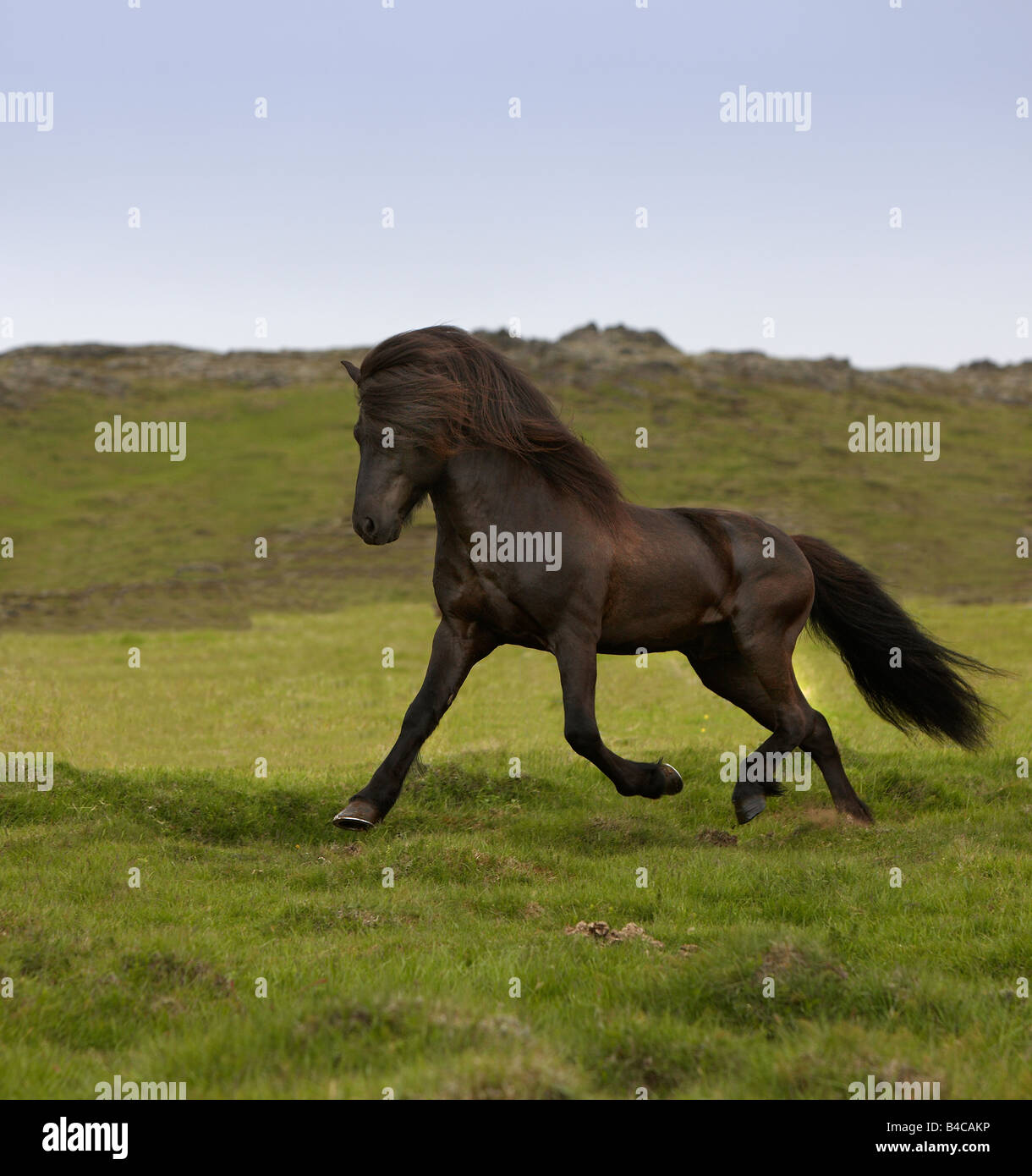 Di Pura razza di cavalli islandesi in campo, Islanda Foto Stock