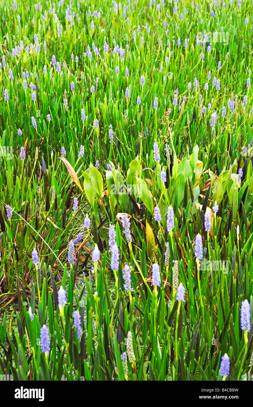 , Paesaggi, paesaggi, biotopo, biotopi, corpi di acqua, lago, laghi, ecosistema, ecosistemi, zone umide, zone umide, floodplain Foto Stock