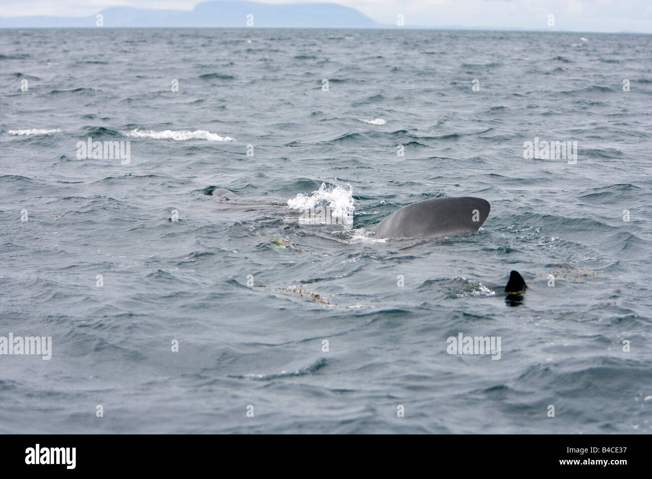 Lo Squalo elefante Riesenhai Cetorhinus maximus Gairloch Scozia Scotland Foto Stock