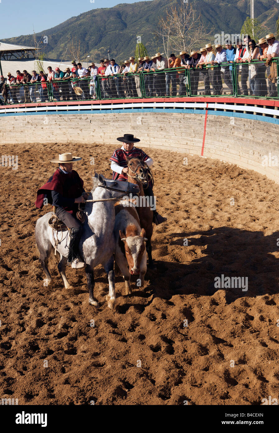 Due Huasos inseguono a una mucca rodeo Lolol Colchagua Cile Foto Stock