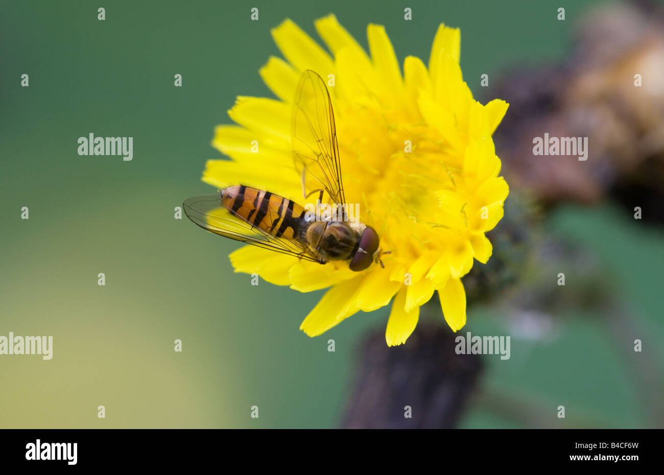 Hoverfly Episyrphus balteatus su una scrofa di mais-fiore di cardo Foto Stock