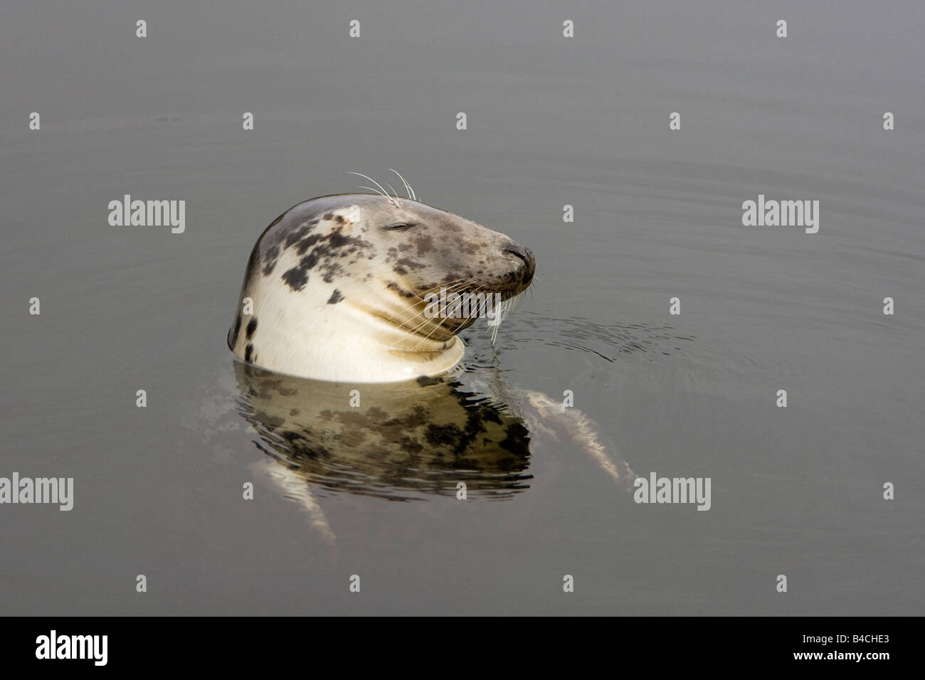 Guarnizione grigio Kegelrobbe Halichoerus grypus dormire in Gairloch marina sulla costa ovest della Scozia Foto Stock